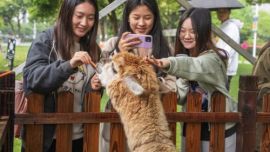 宁波诺丁汉大学：将动物接到校园，助力学生减压