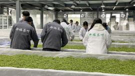 江西婺源茶业职业学院：以茶为媒 促中外文化交流