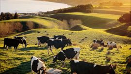奶价下行、饲料成本高企 多家上市牧场亏损局面何时扭转？