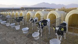提高发展质效 推进奶业现代化 ——宁夏银川推进奶产业持续高质量发展情况调查